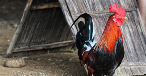 pamahiin para manalo sa sabong|Top Breeds Na Malakas Manalo Sa Sabong.